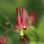 the state of the native-plant movement, with rebecca mcmackin