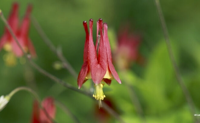 the state of the native-plant movement, with rebecca mcmackin