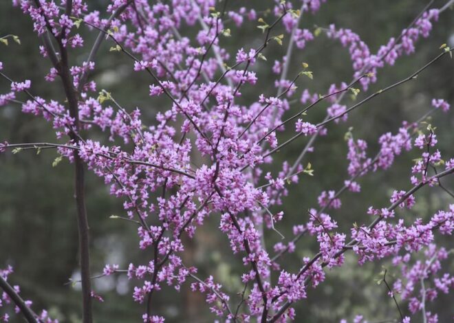 ‘bio-productive gardens,’ with tim johnson of native plant perception