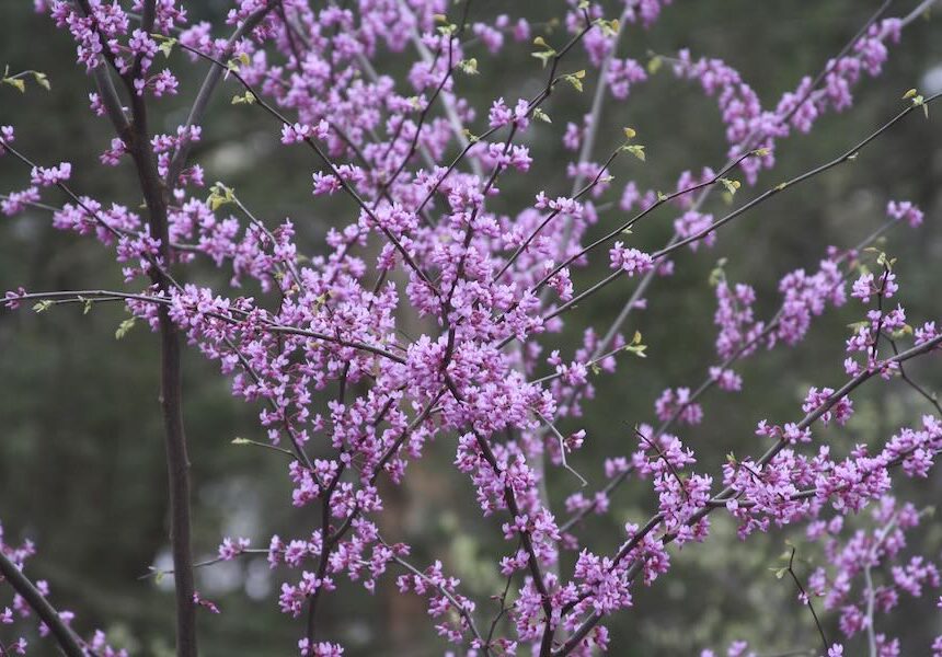 ‘bio-productive gardens,’ with tim johnson of native plant perception