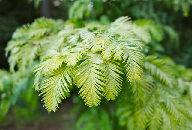 do a yard audit, with arnold arboretum’s rodney eason