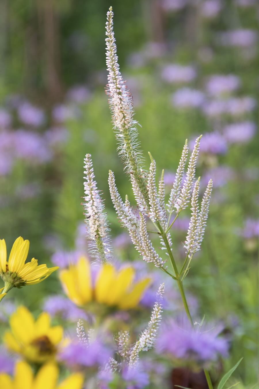 prairie and meadow plantings, succession and further, with neil diboll